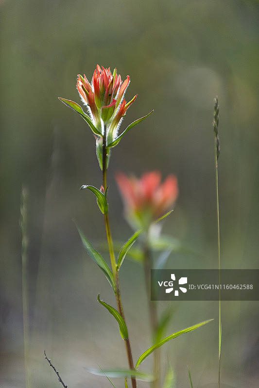 加拿大贾斯珀国家公园图片素材