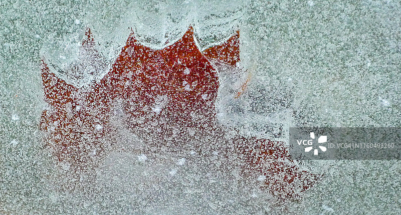 冬季冰冻树叶图片素材