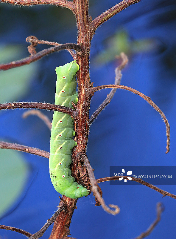 光秃树枝上的一条大型绿色毛毛虫图片素材