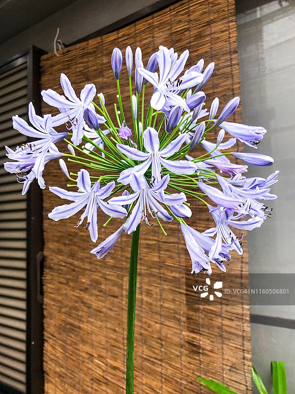 雨天前院的百子莲图片素材