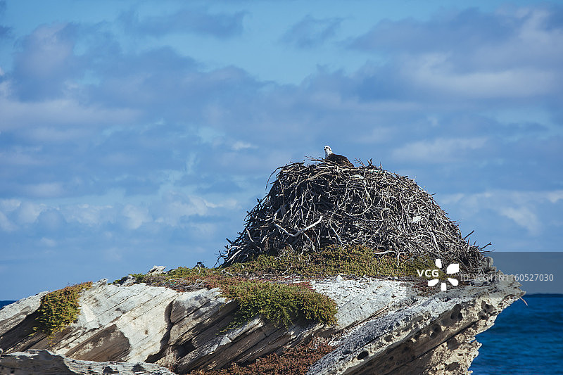 西澳大利亚珀斯罗特尼斯岛悬崖顶上大型巢穴中的东方鹗图片素材