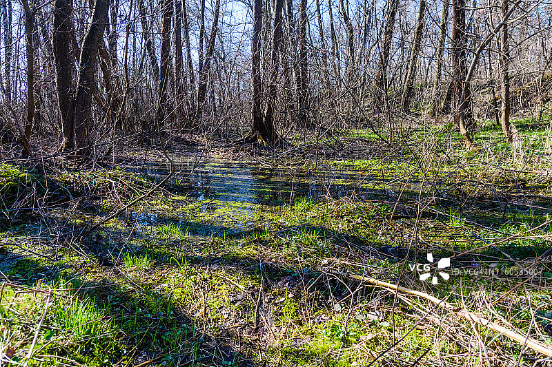 早春森林中的沼泽图片素材