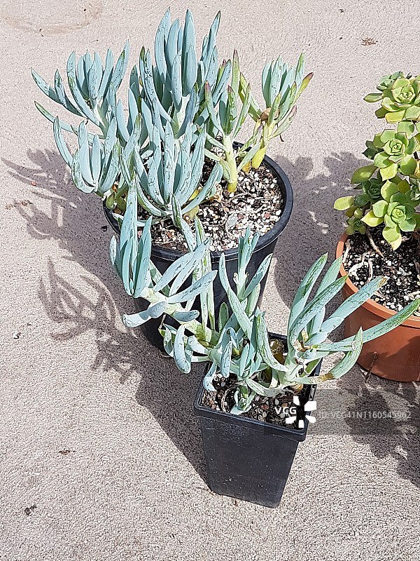 蓝手指多肉植物图片素材