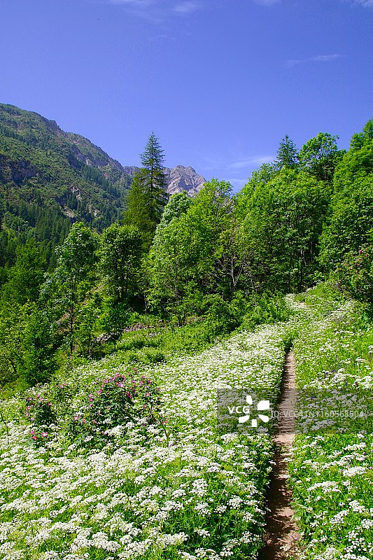 鲜花小径图片素材