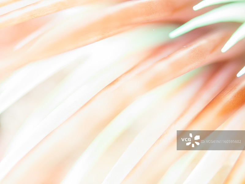 橙色珊瑚虫图片素材