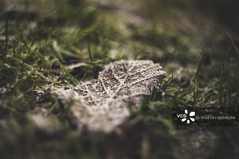 清晨阳光下枯树叶上的冰图片素材