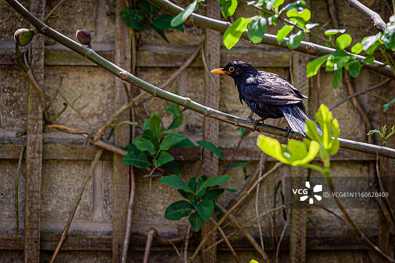 在鸟浴盆里的乌鸫图片素材
