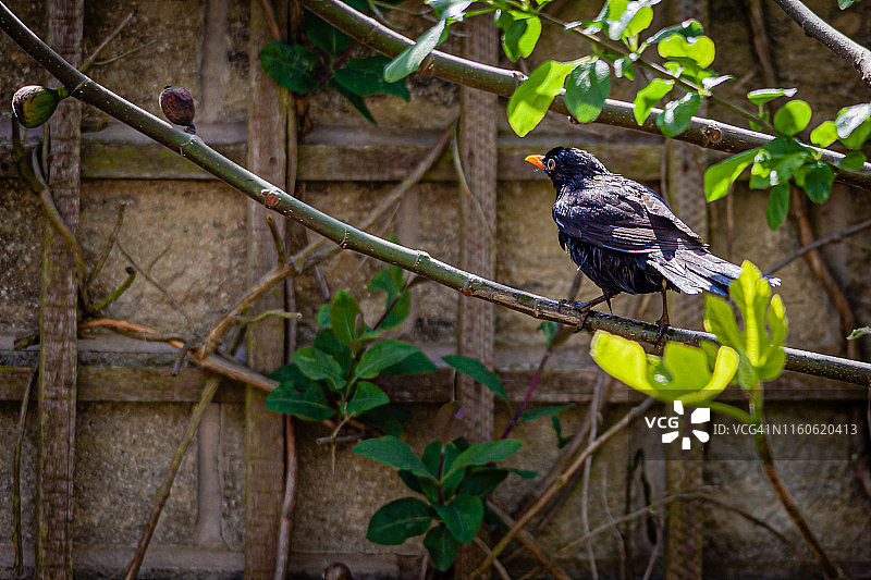在鸟浴盆里的乌鸫图片素材