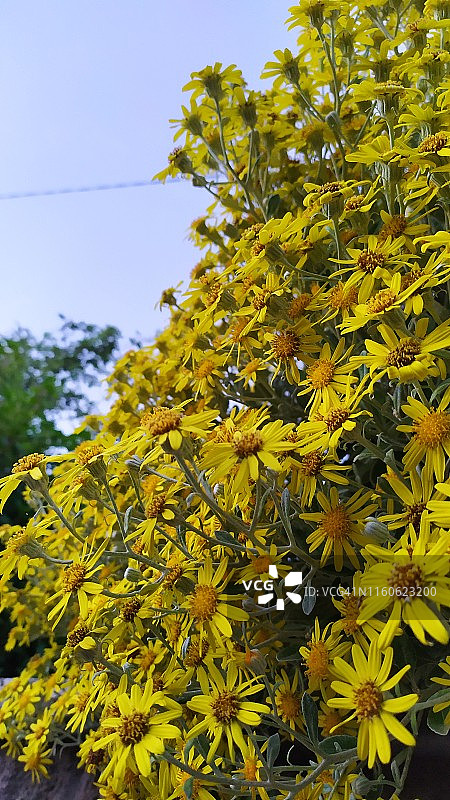 格雷布拉几舌草，格雷千里光，雏菊灌木图片素材