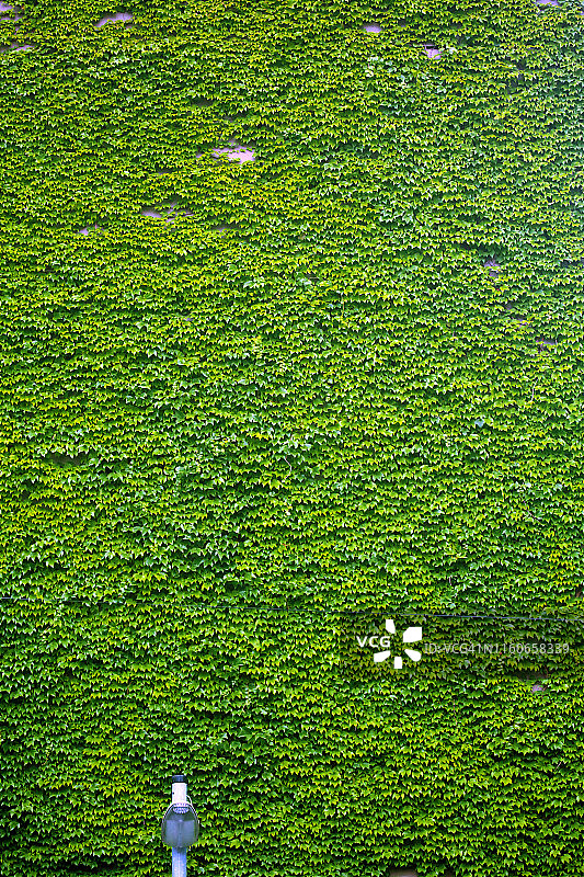 覆盖建筑物墙壁的爬山虎图片素材