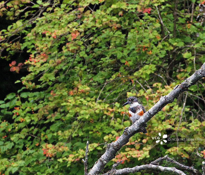 腰带翠鸟图片素材