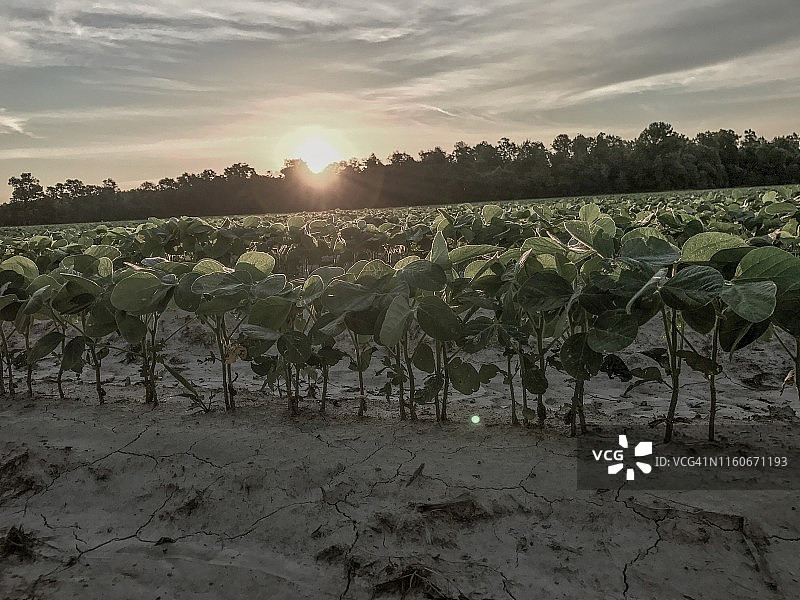 黎明时分的大豆幼苗图片素材