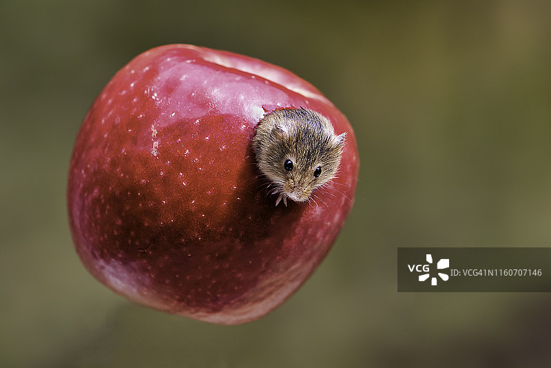 从苹果里探出头的小家鼠图片素材