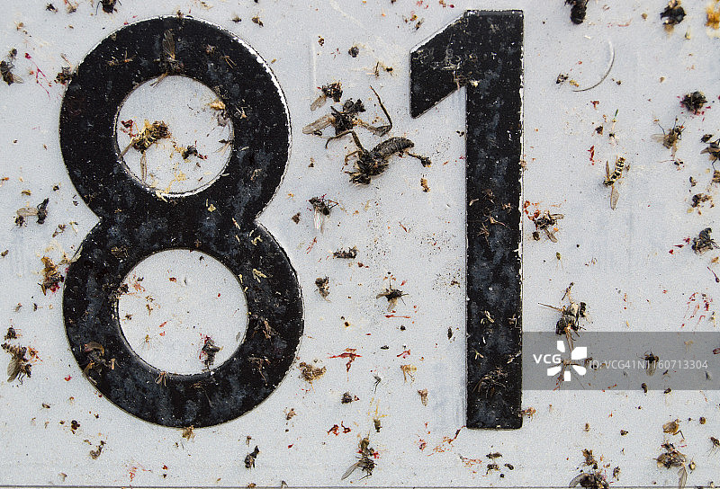 汽车保险杠上的昆虫尸体（车牌）图片素材