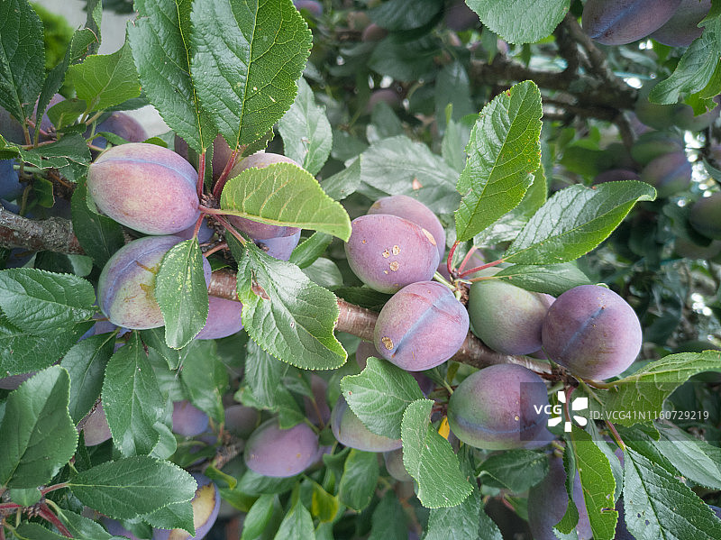 李子枝头图片素材