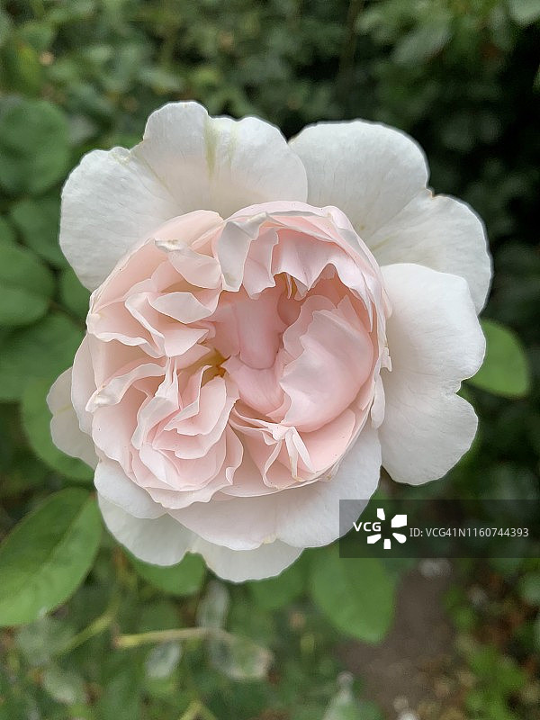 半开的白粉色玫瑰图片素材