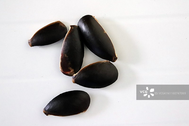 人心果种子特写图片素材