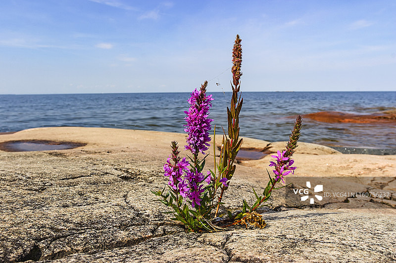 岩石海滩上盛开的千屈菜花图片素材