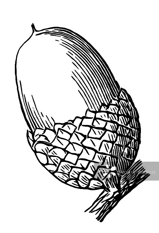 英国栎树（欧洲栎）橡子图片素材