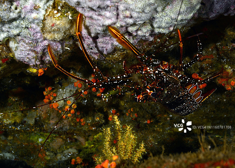 斑点多刺龙虾图片素材