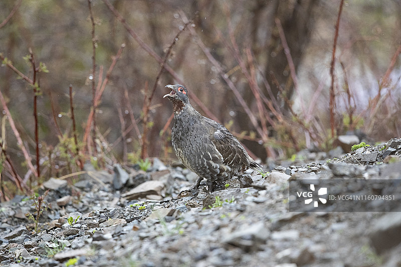 绿尾虹雉图片素材