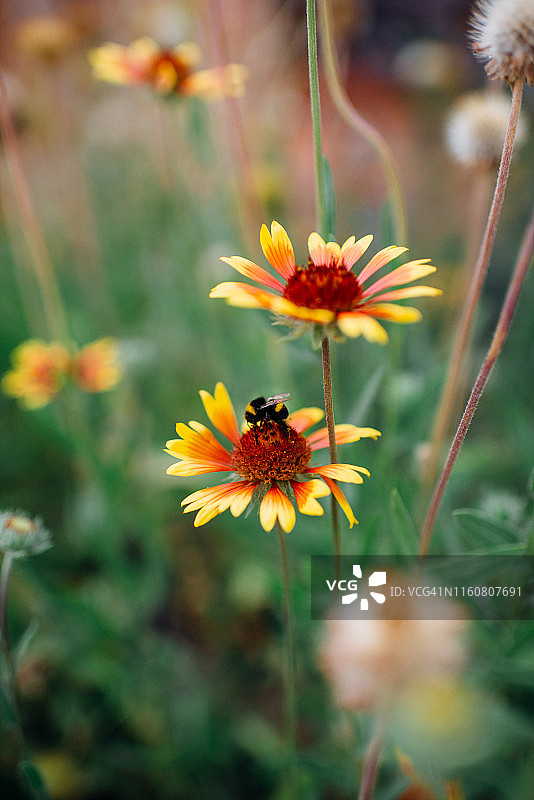 高illard花上的土蜂图片素材