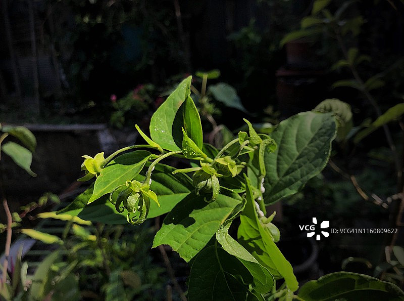 雨季中的依兰花图片素材