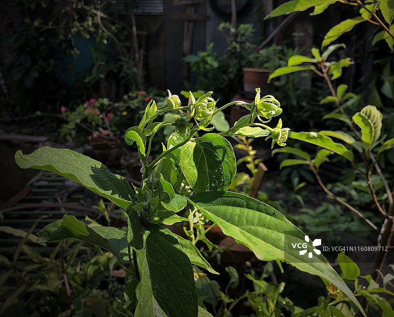 雨季中的依兰花图片素材