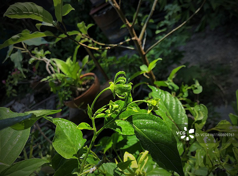 雨季中的依兰花图片素材