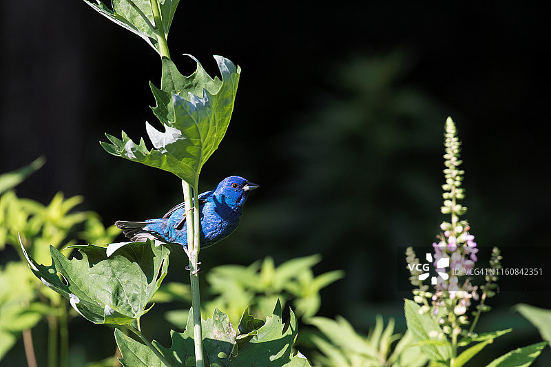 靛蓝彩鹀栖息在花朵上图片素材