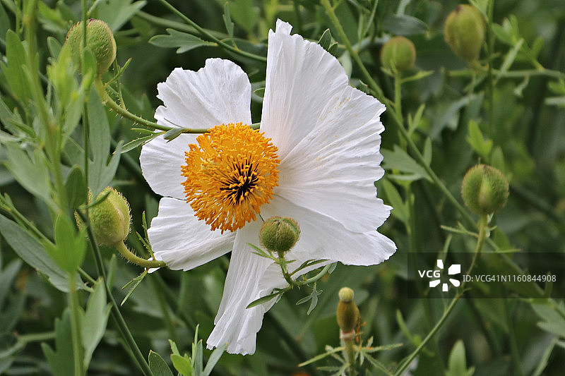 毛罂粟花图片素材