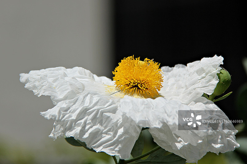 毛罂粟花图片素材