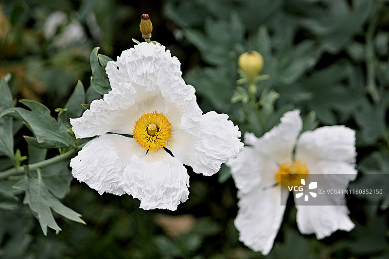 毛罂粟花图片素材