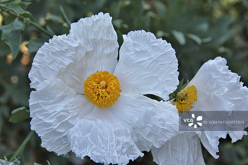 毛罂粟花图片素材