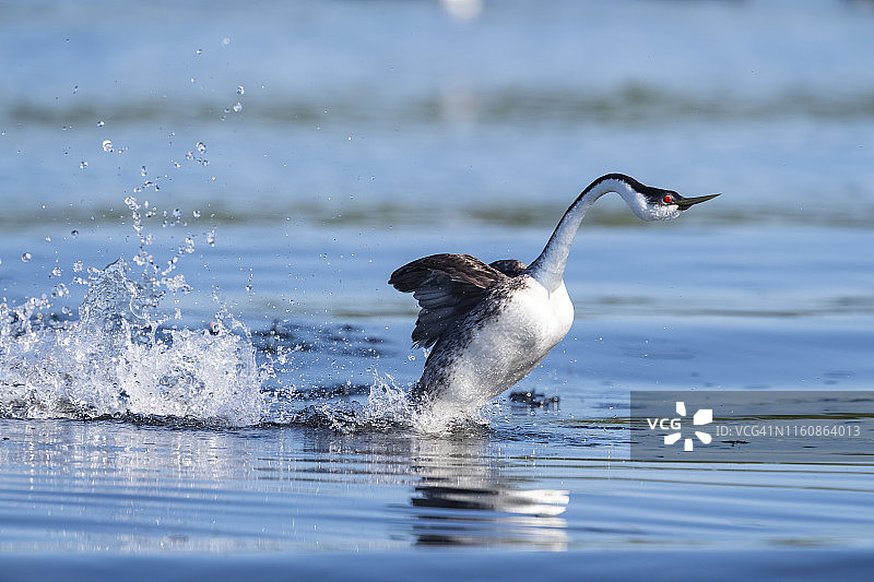 western grebe aechophorus occidentalis)，加利福尼亚图片素材