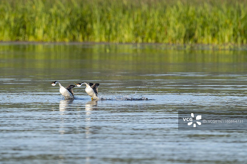 western grebe aechophorus occidentalis)，加利福尼亚图片素材