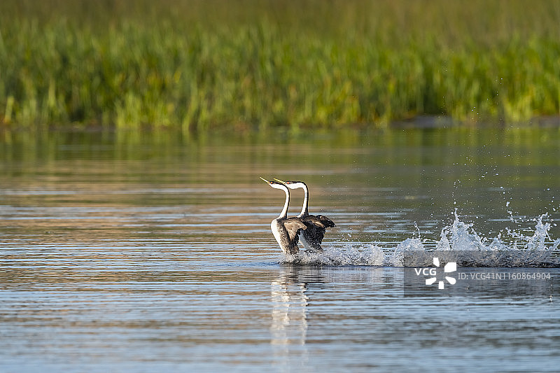 western grebe aechophorus occidentalis)，加利福尼亚图片素材