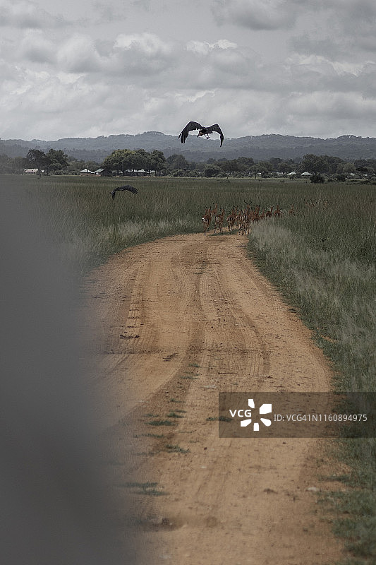 稀树草原上的阴暗一天图片素材
