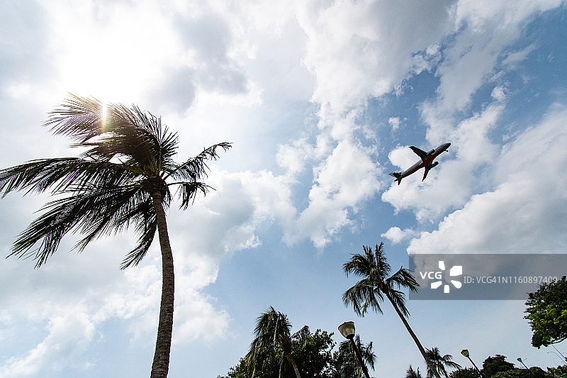 在新加坡海滩公园棕榈树上空飞行的飞机图片素材