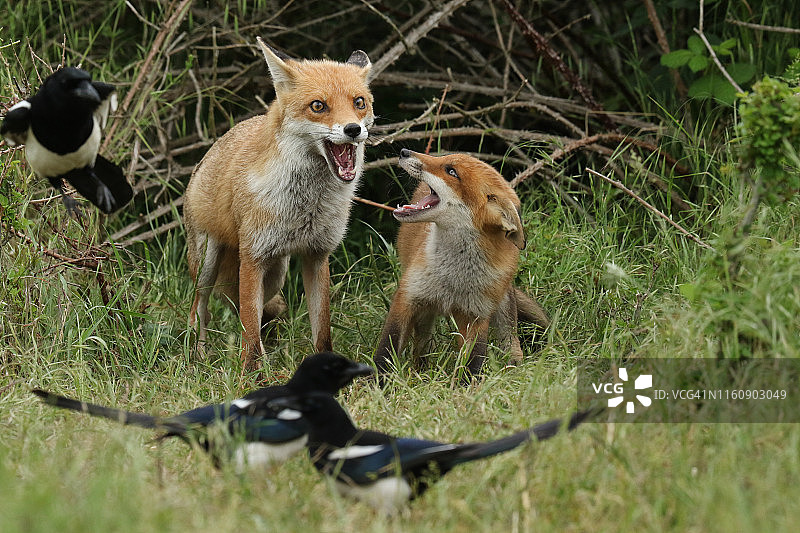 可爱的赤狐幼崽与雌狐在洞穴入口处张开嘴相对图片素材
