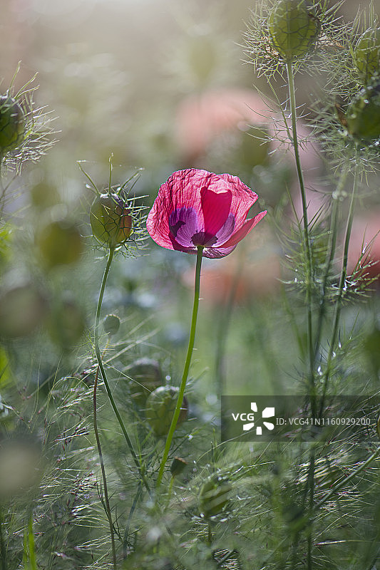 美丽夏季花：罂粟花特写图片素材