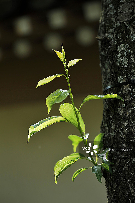 树木发芽，韩国密阳图片素材