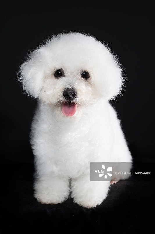 比熊犬，影棚拍摄图片素材