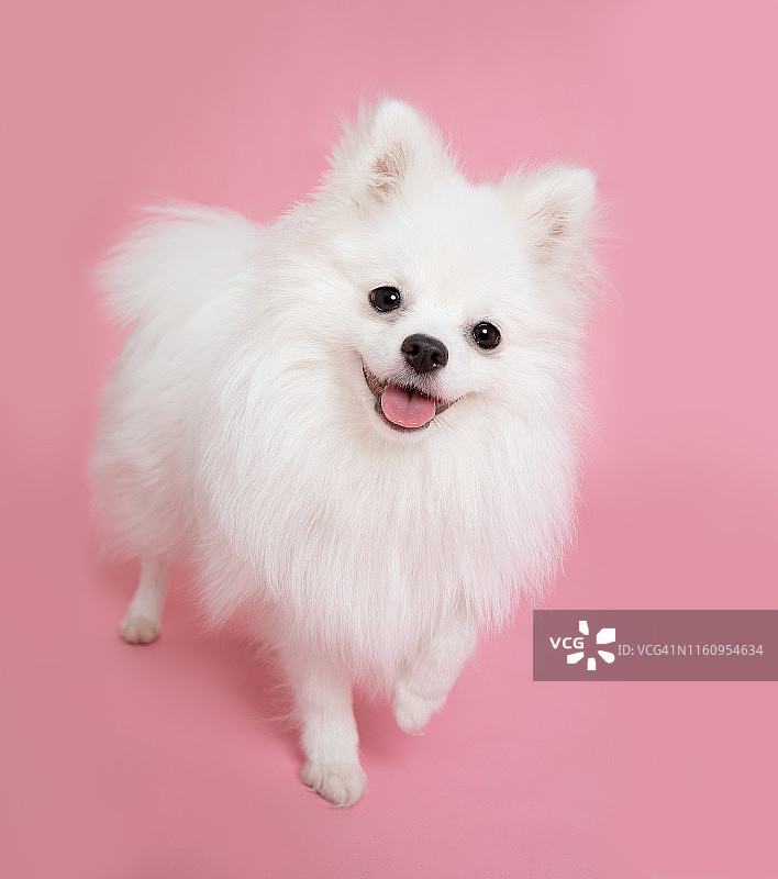 白色博美犬，工作室拍摄图片素材