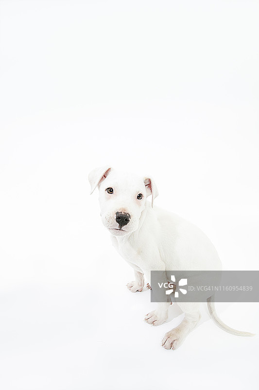 阿根廷杜高犬影棚照图片素材