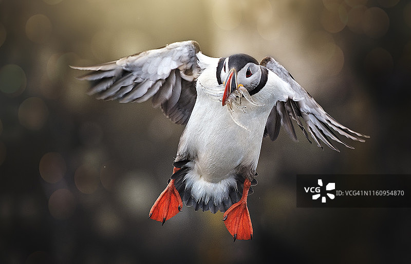 北大西洋海鹦降落在格里姆塞岛，翅膀后张，嘴里叼着鳗鱼图片素材