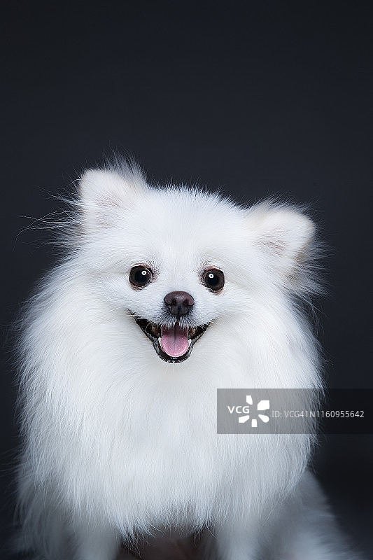 博美犬，工作室拍摄图片素材