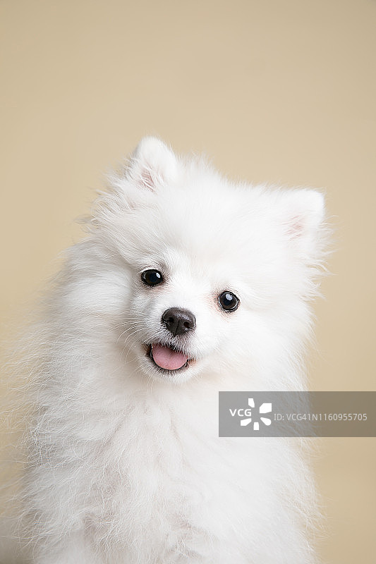 博美犬，工作室拍摄图片素材