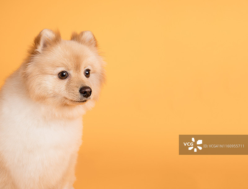 博美犬，工作室拍摄图片素材