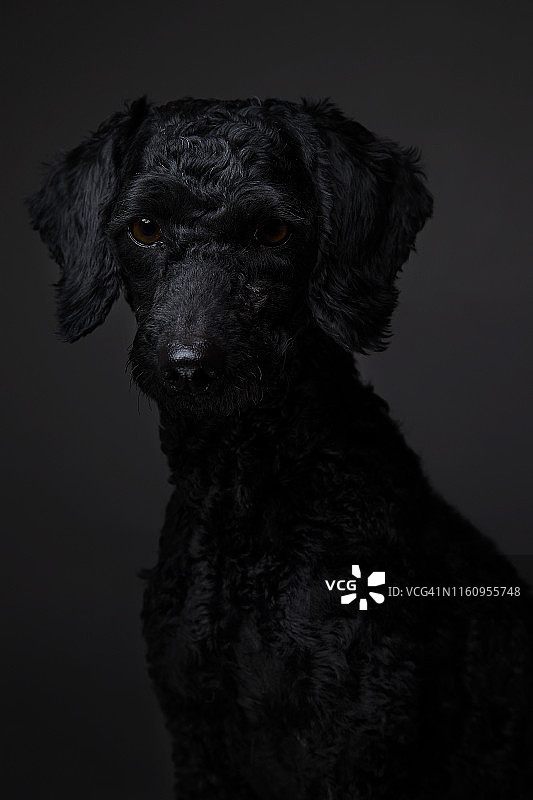 贵宾犬影棚照图片素材